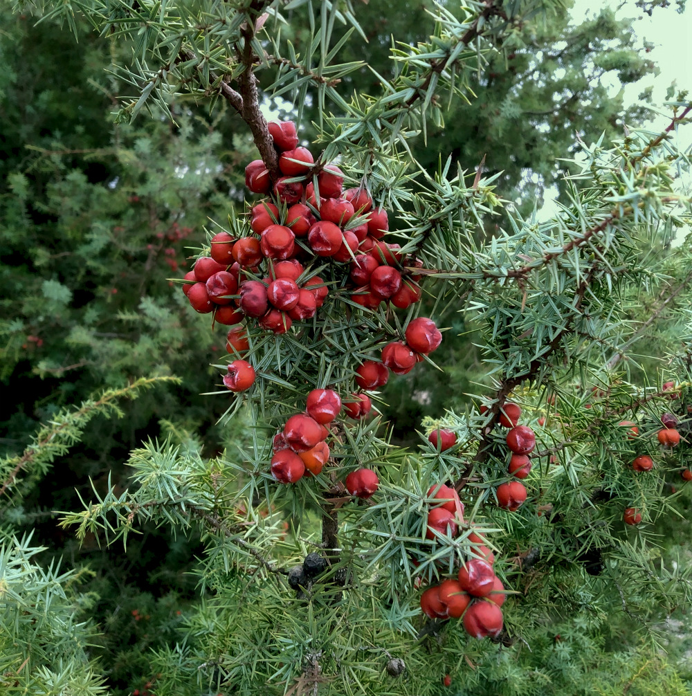 Image of Juniperus deltoides specimen.