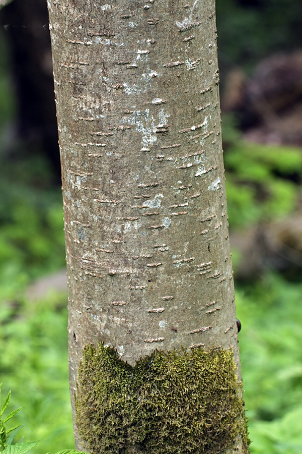 Изображение особи Sorbus aucuparia.