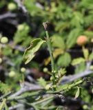 Scutia spicata