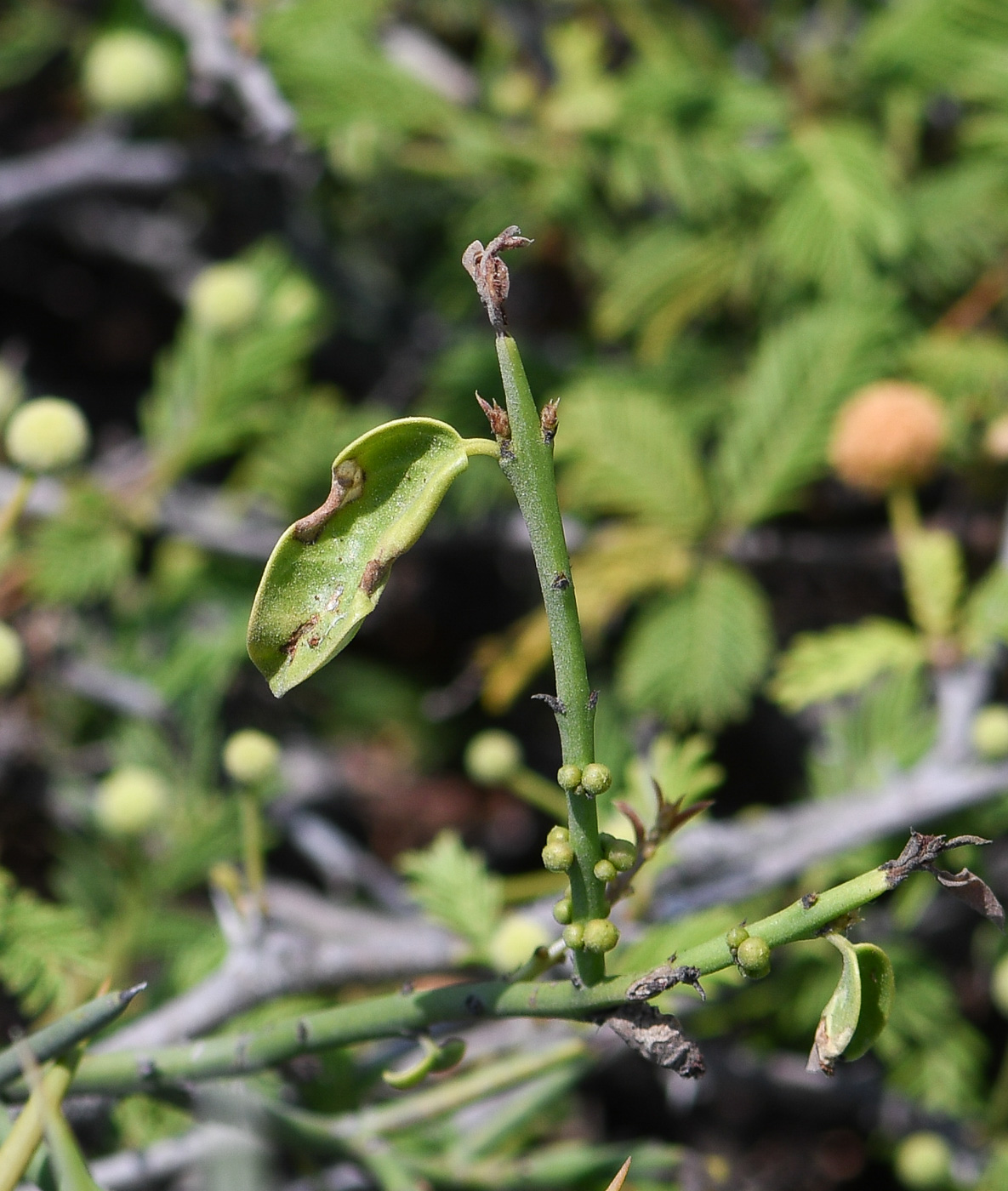 Image of Scutia spicata specimen.