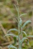 Pilosella echioides