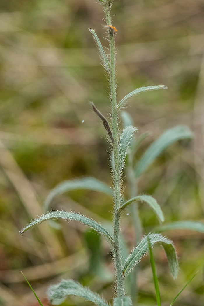 Изображение особи Pilosella echioides.