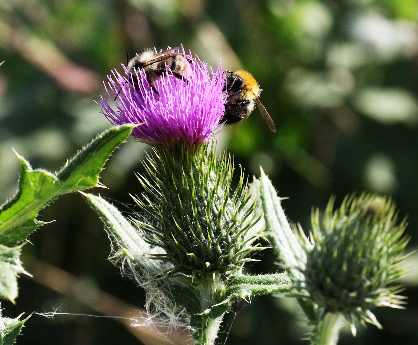 Изображение особи Cirsium vulgare.