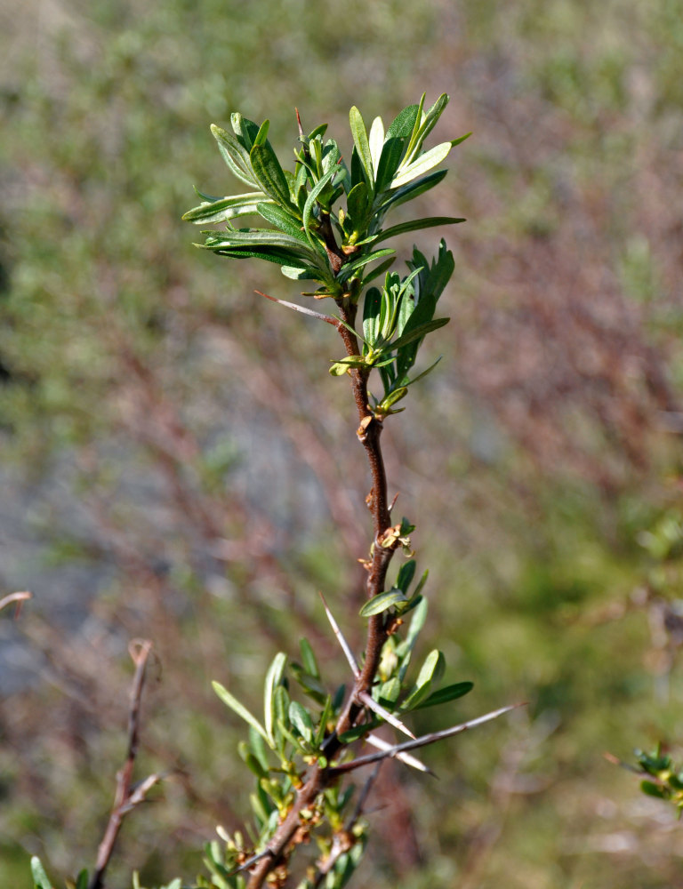 Image of Hippophae rhamnoides specimen.