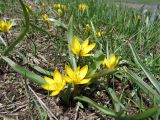 Tulipa dasystemonoides. Цветущие растения на субальпийском лугу возле высокогорного озера. Казахстан, Угамский хребет в р-не Сайрамского пика, выс. около 2700 м н.у.м., истоки р. Сазаната. 28.05.2018.