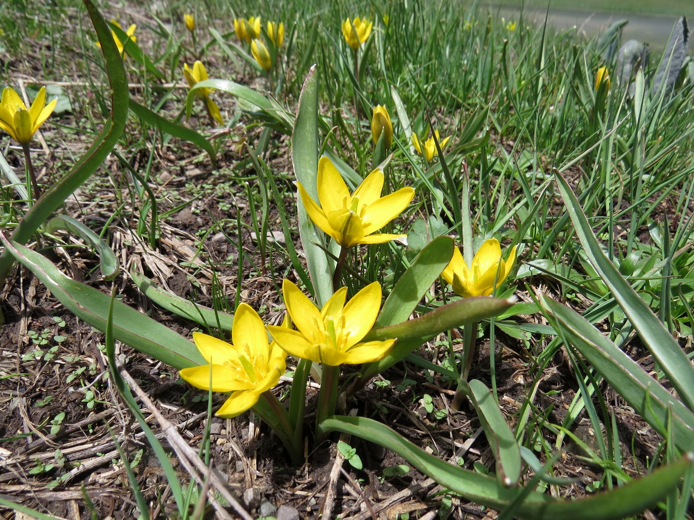 Image of Tulipa dasystemonoides specimen.