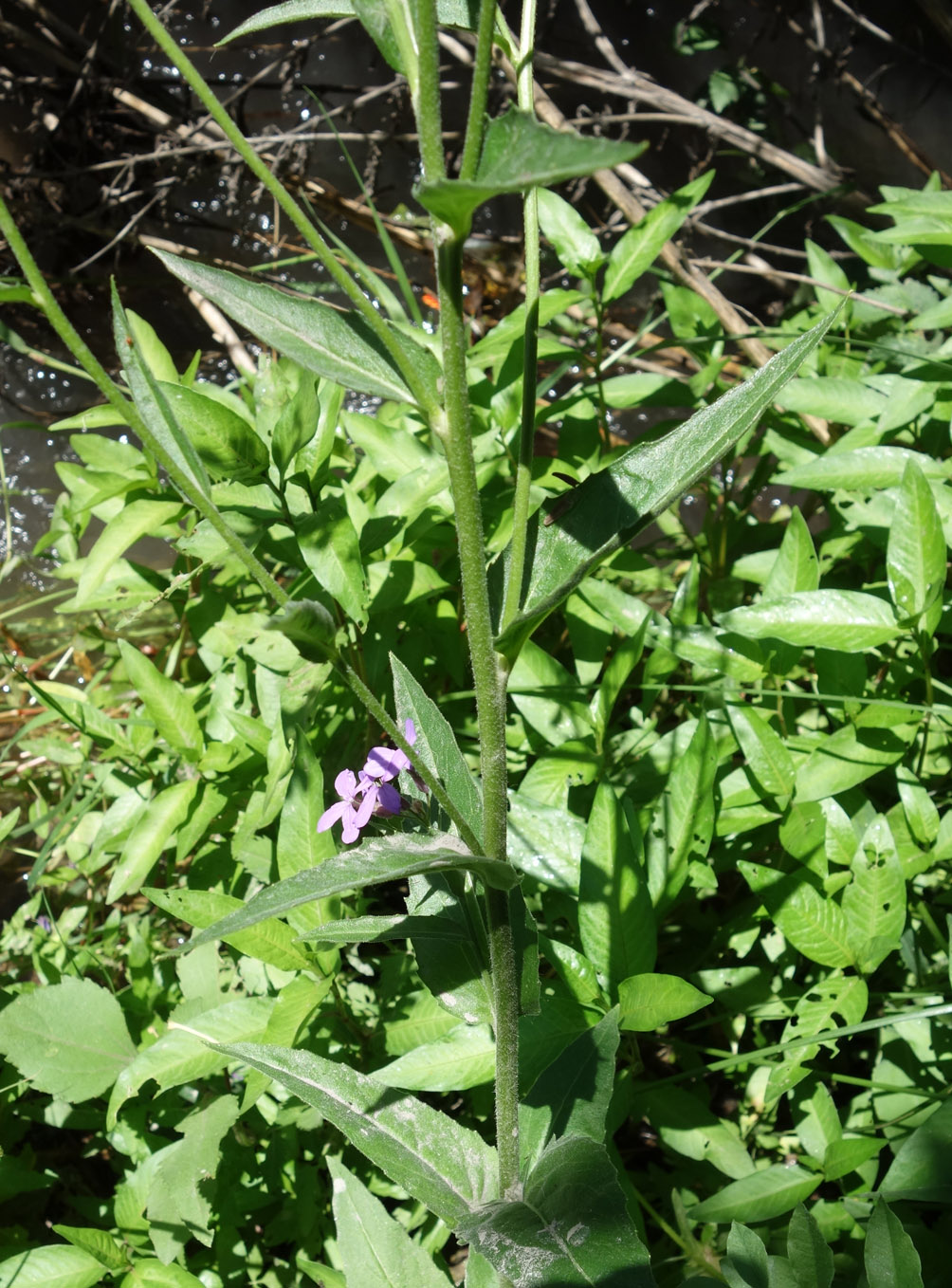 Image of Hesperis sibirica specimen.