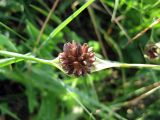 Allium oleraceum. Раскрывшееся соцветие с луковичками (вид сверху). Украина, Черкасская обл., Каневский р-н, Региональный ландшафтный парк \"Трахтемиров\", обочина грунтовой дороги. 3 июля 2010 г.