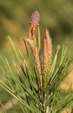 Pinus halepensis