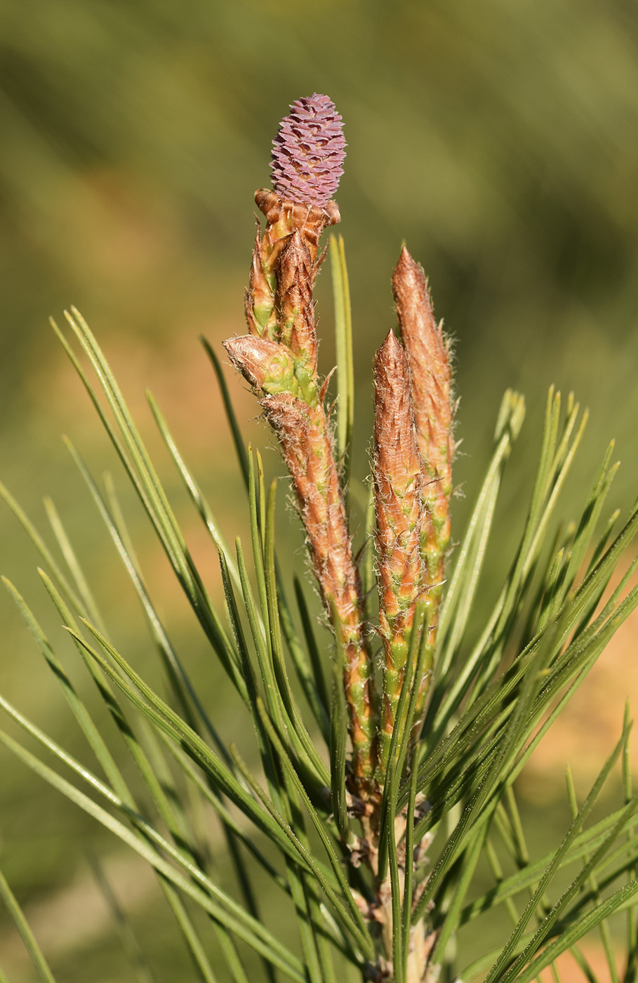 Изображение особи Pinus halepensis.