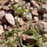 Solanum villosum. Верхушка побега с цветками. Израиль, окр. г. Арад, дно вади. 04.03.2020.