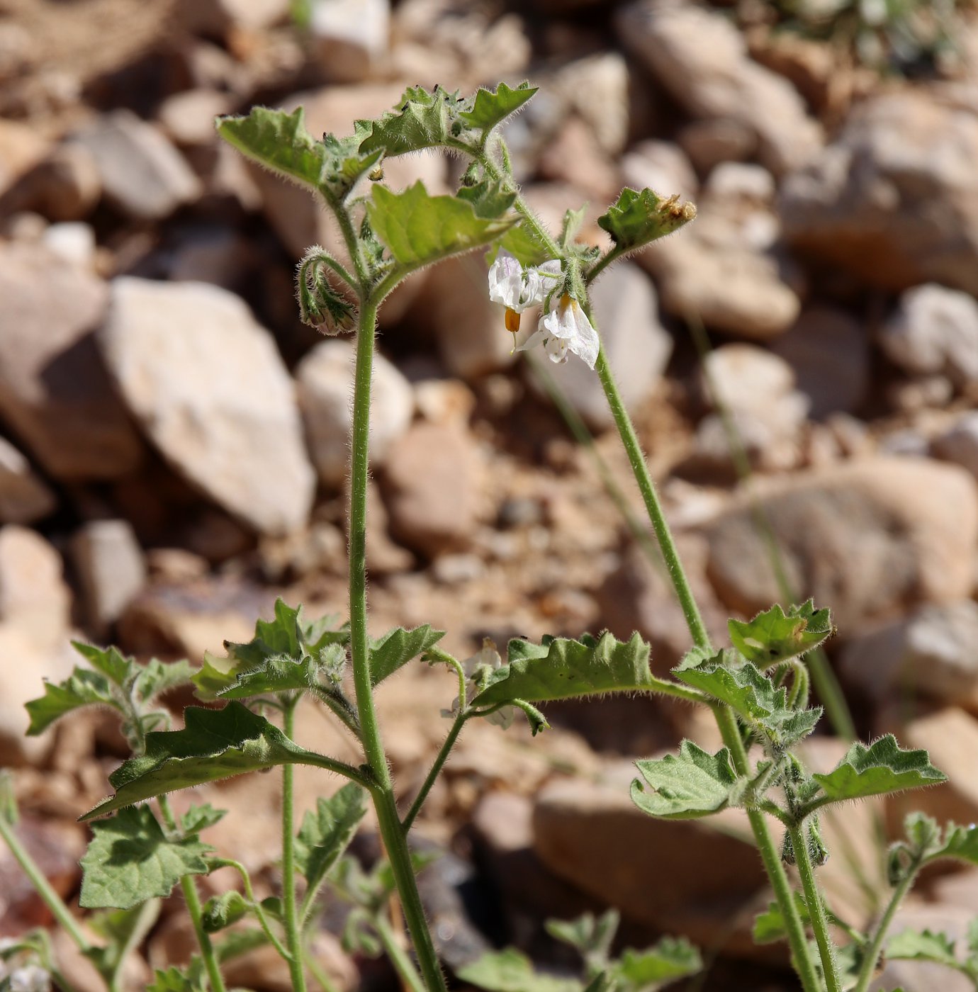 Image of Solanum villosum specimen.