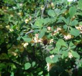 Berberis thunbergii