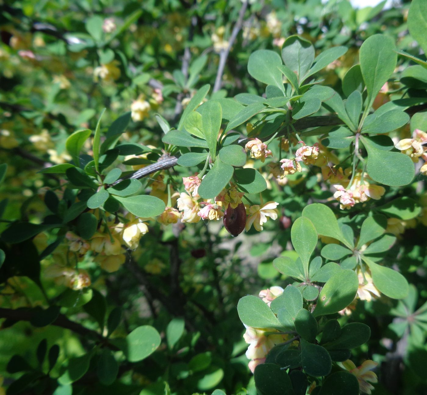 Изображение особи Berberis thunbergii.