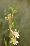 Image of taxon representative. Author is Павел Горбунов
