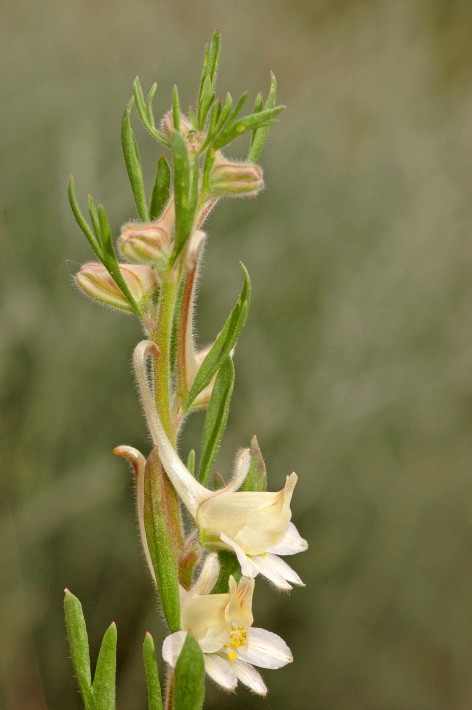 Image of Delphinium rugulosum specimen.