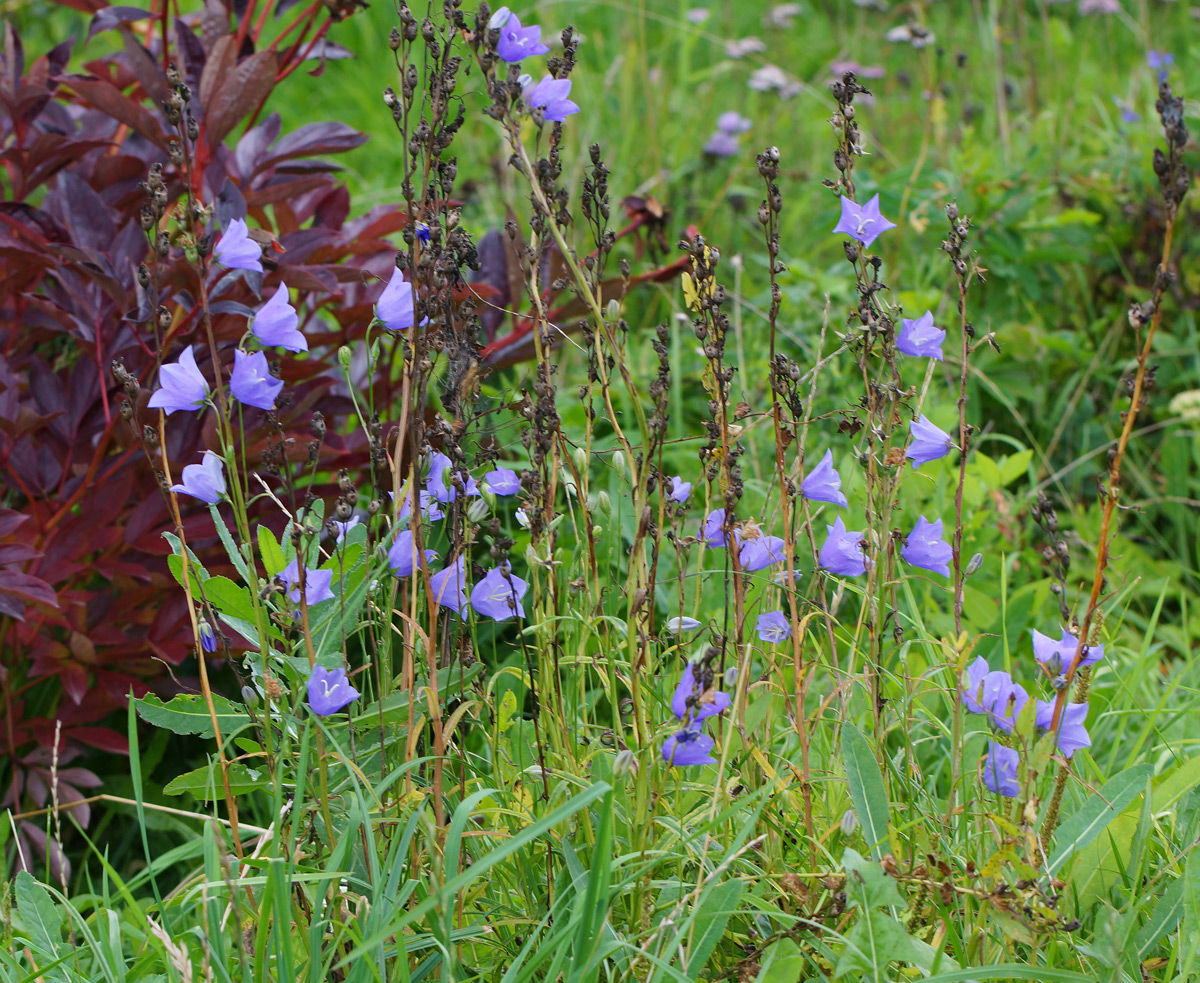 Image of Campanula persicifolia specimen.