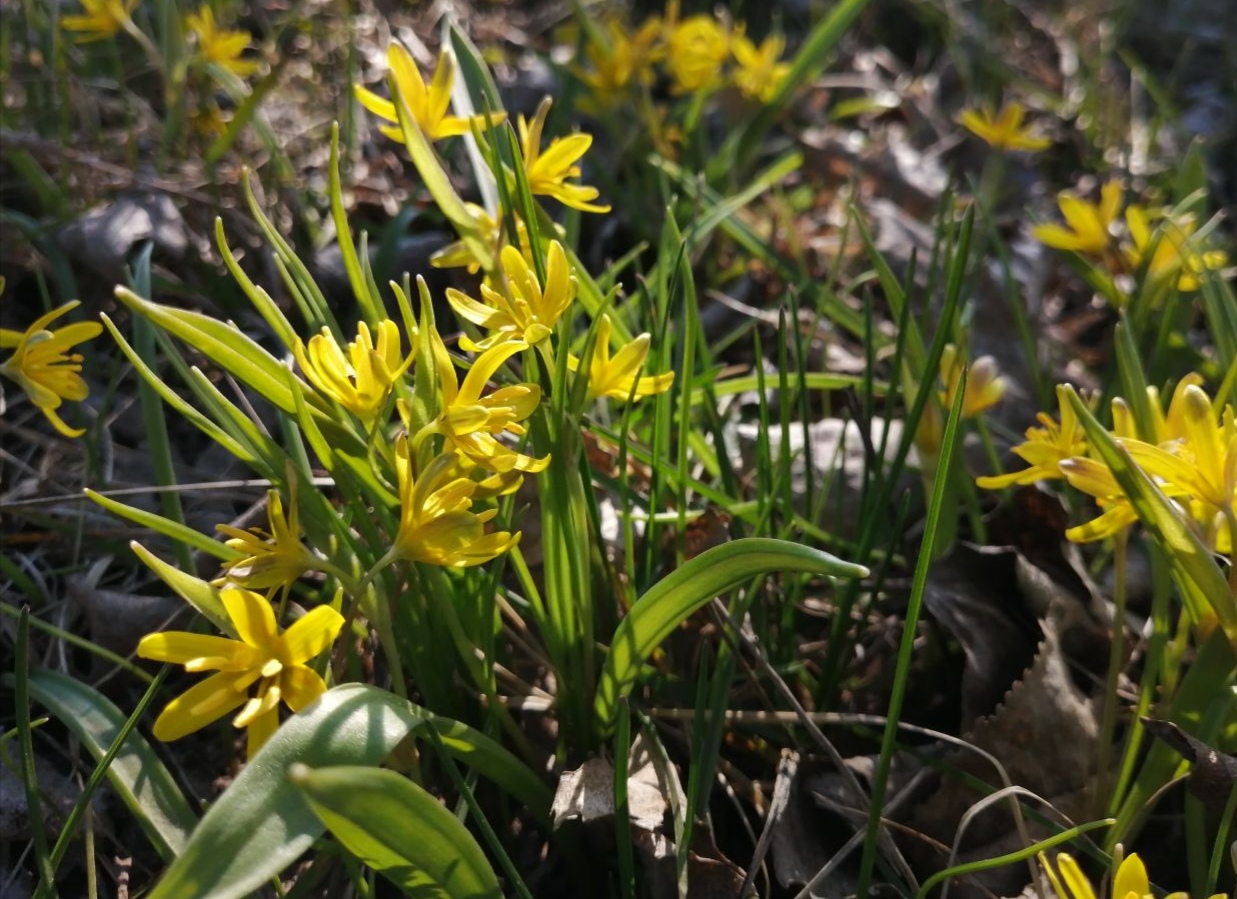 Изображение особи Gagea spathacea.