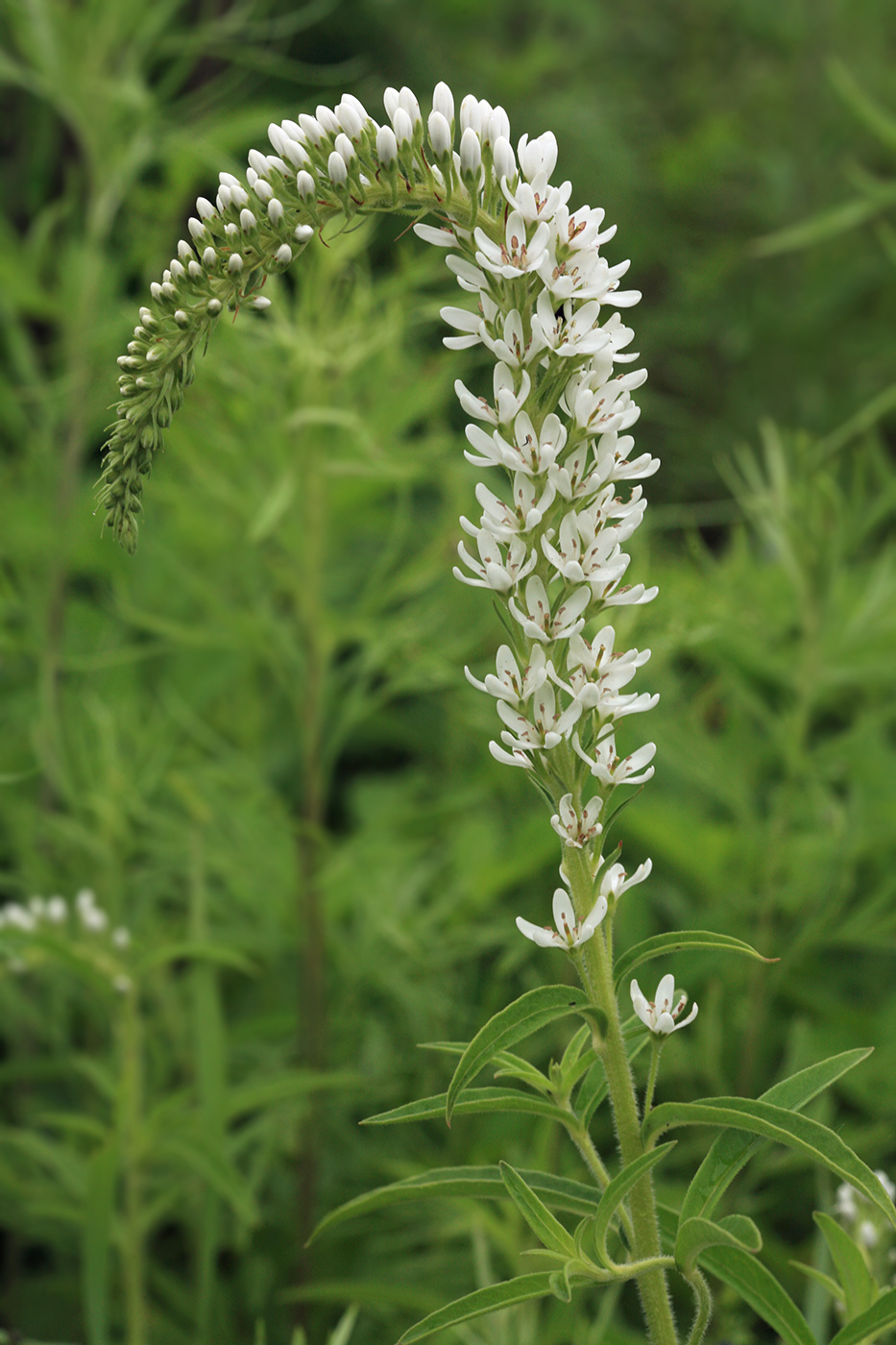 Изображение особи Lysimachia barystachys.