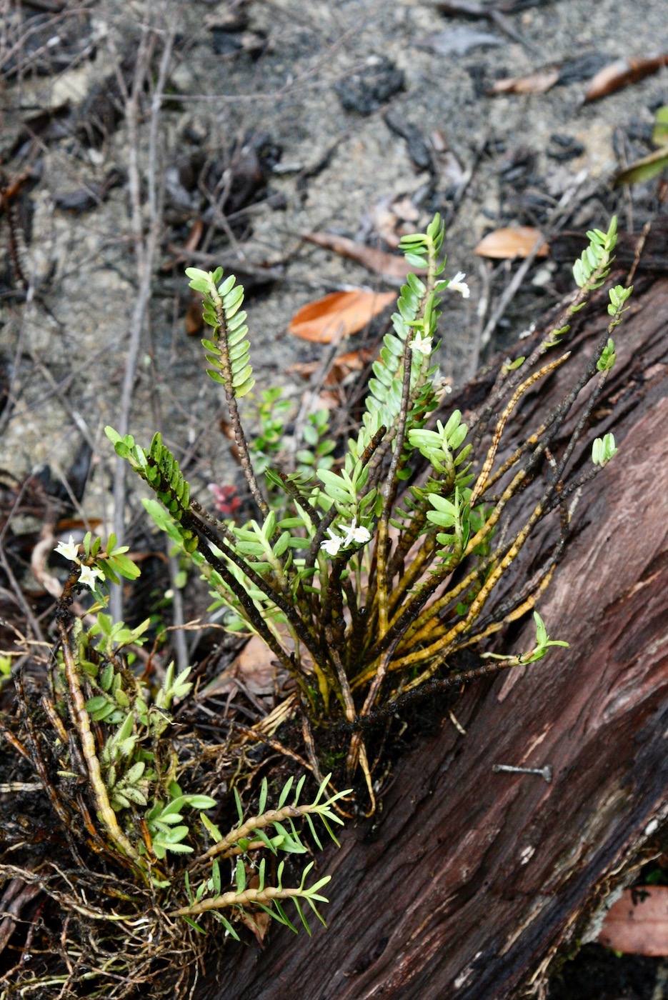 Изображение особи Dendrobium pahangense.