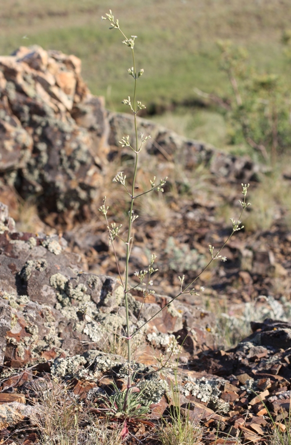 Image of Silene baschkirorum specimen.