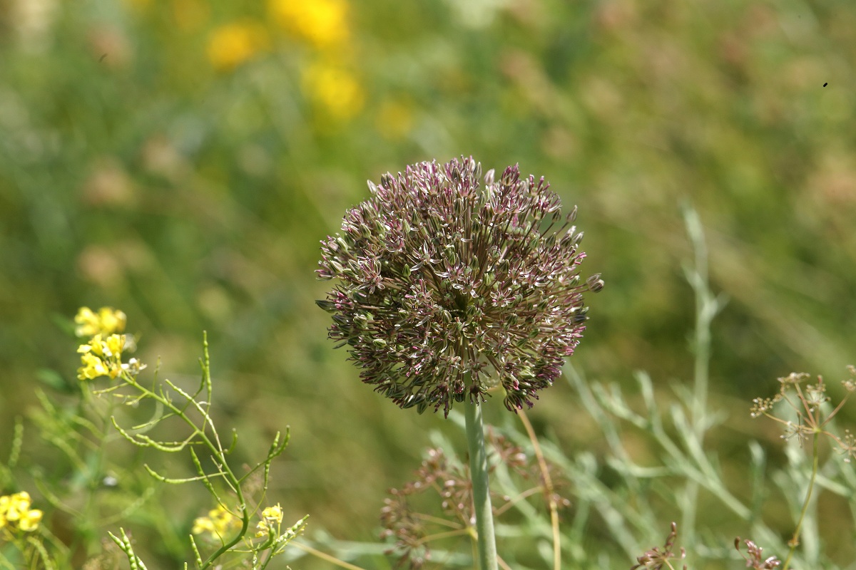 Image of Allium taschkenticum specimen.