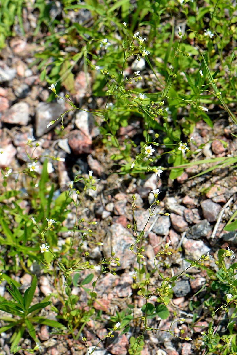 Image of Linum catharticum specimen.