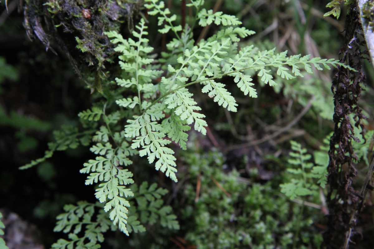 Image of Rhizomatopteris sudetica specimen.