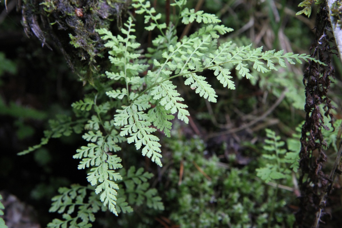 Изображение особи Rhizomatopteris sudetica.