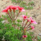genus Pelargonium