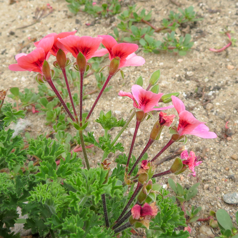 Изображение особи род Pelargonium.