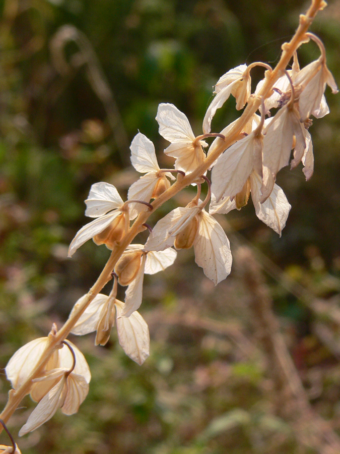 Изображение особи Polygala wolfgangiana.