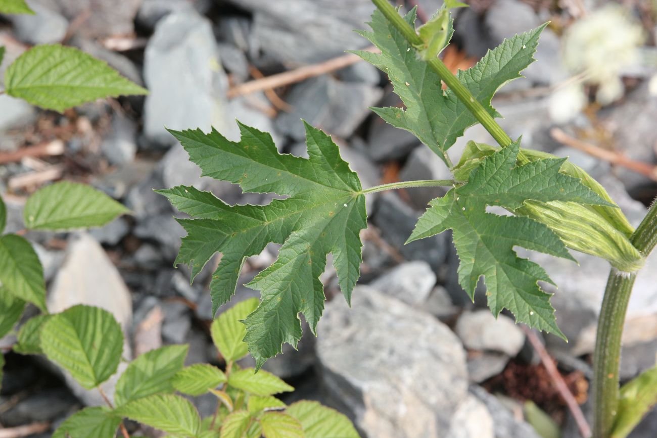 Image of Heracleum dissectum specimen.