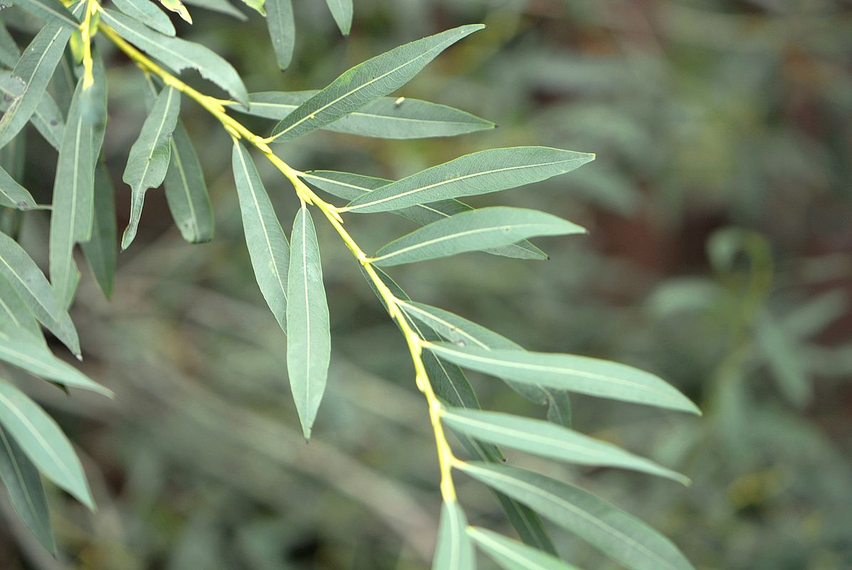 Image of Salix purpurea specimen.