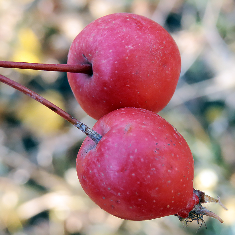 Изображение особи Malus niedzwetzkyana.