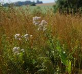 Valeriana officinalis