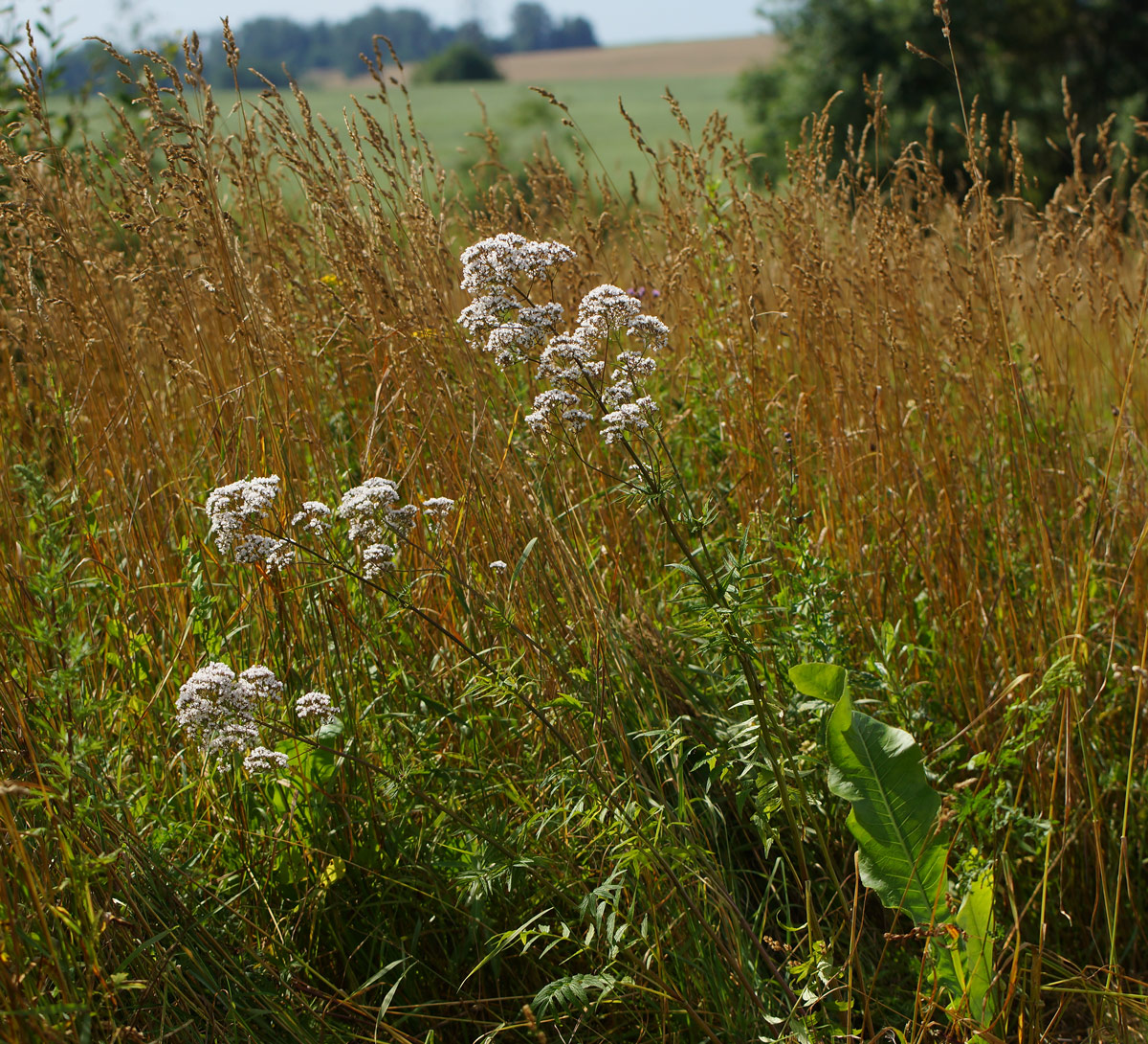 Image of Valeriana officinalis specimen.