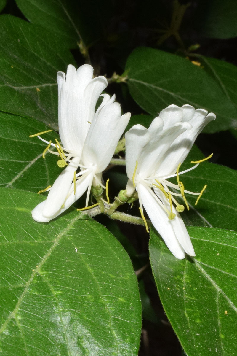 Image of genus Lonicera specimen.