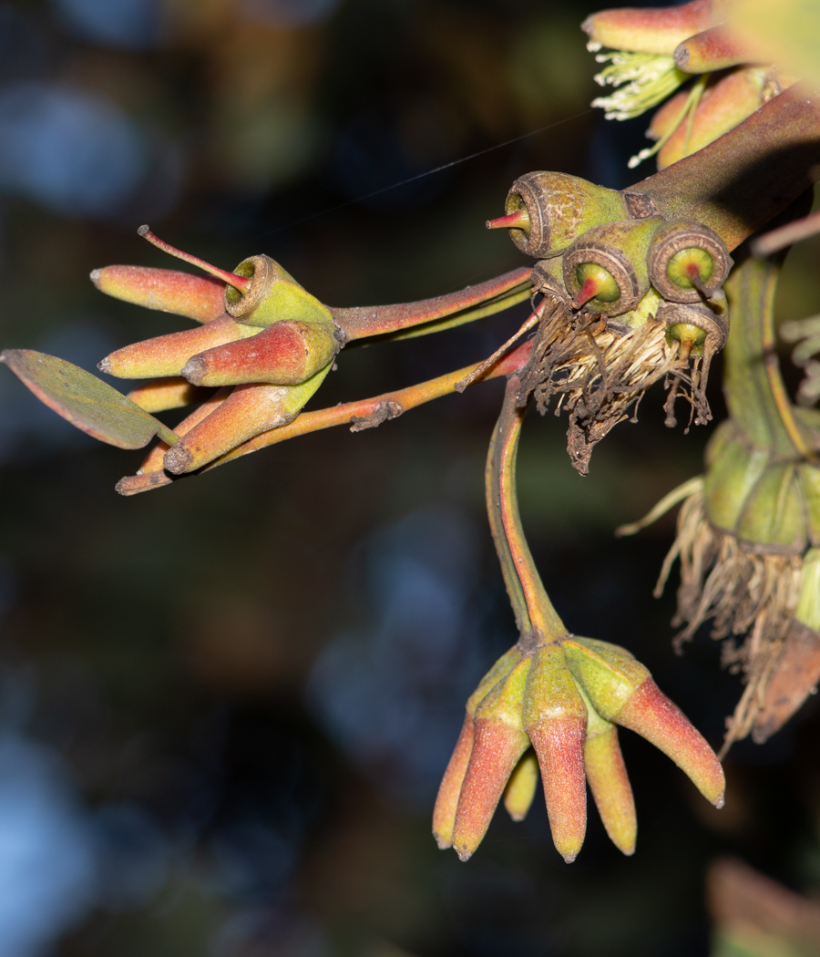 Изображение особи Eucalyptus platypus.
