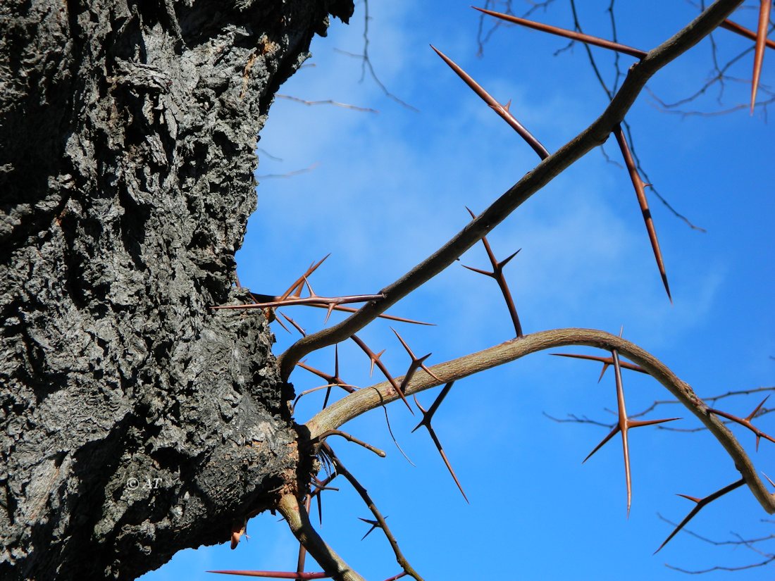 Image of Gleditsia triacanthos specimen.