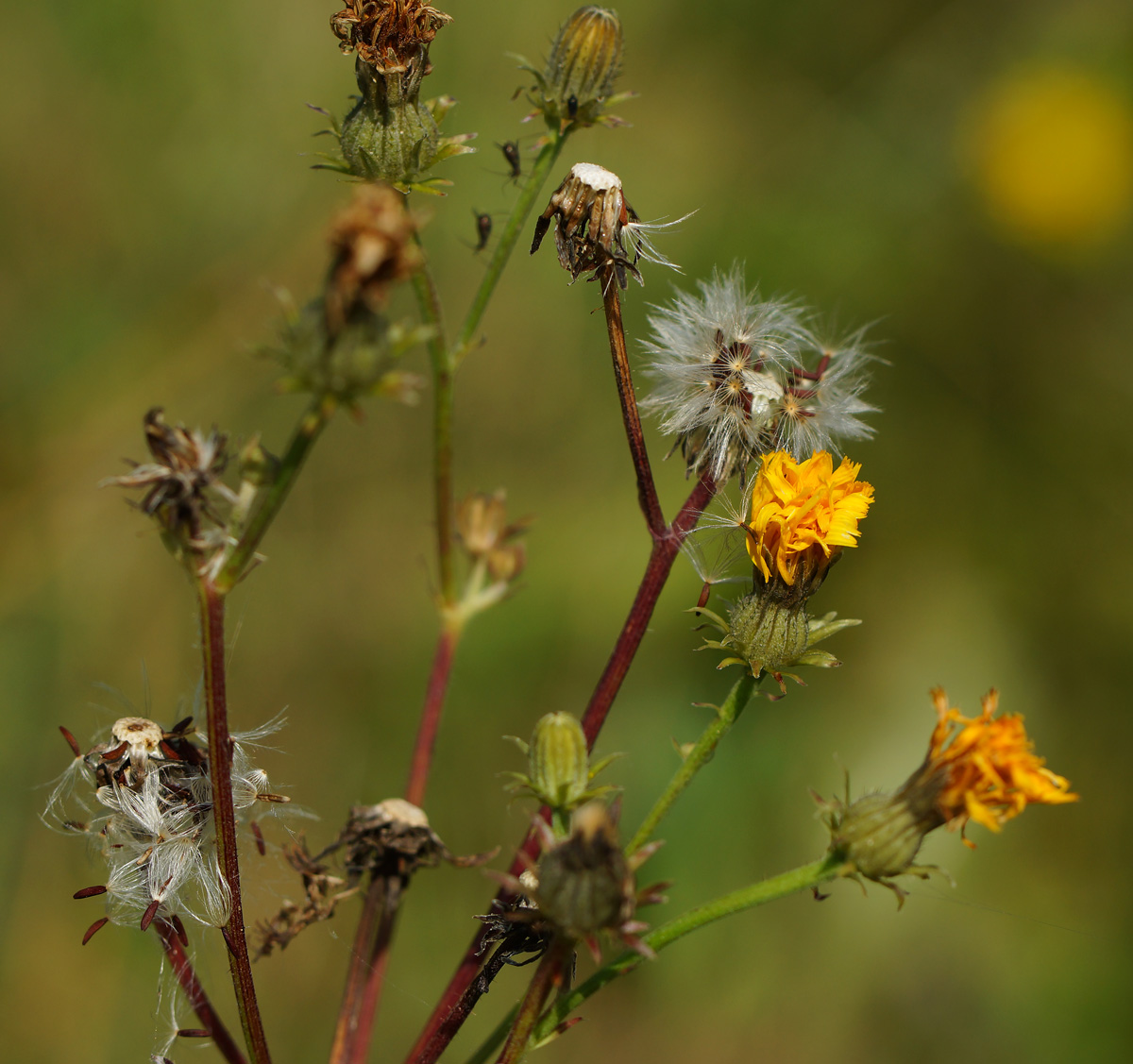Image of Picris hieracioides specimen.