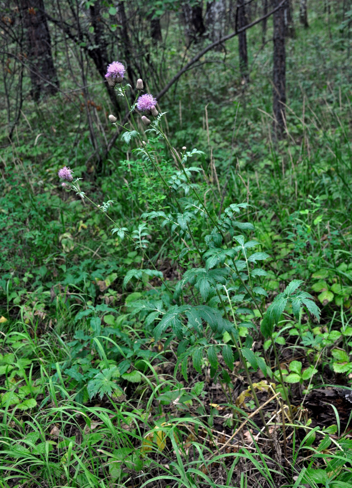 Image of Serratula coronata specimen.