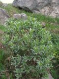 Salix pantosericea
