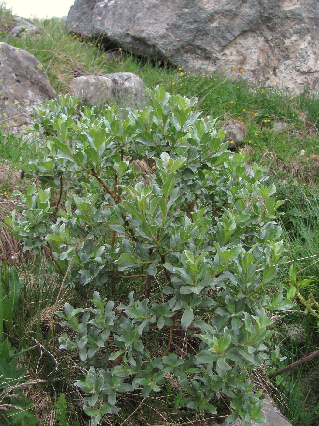 Image of Salix pantosericea specimen.