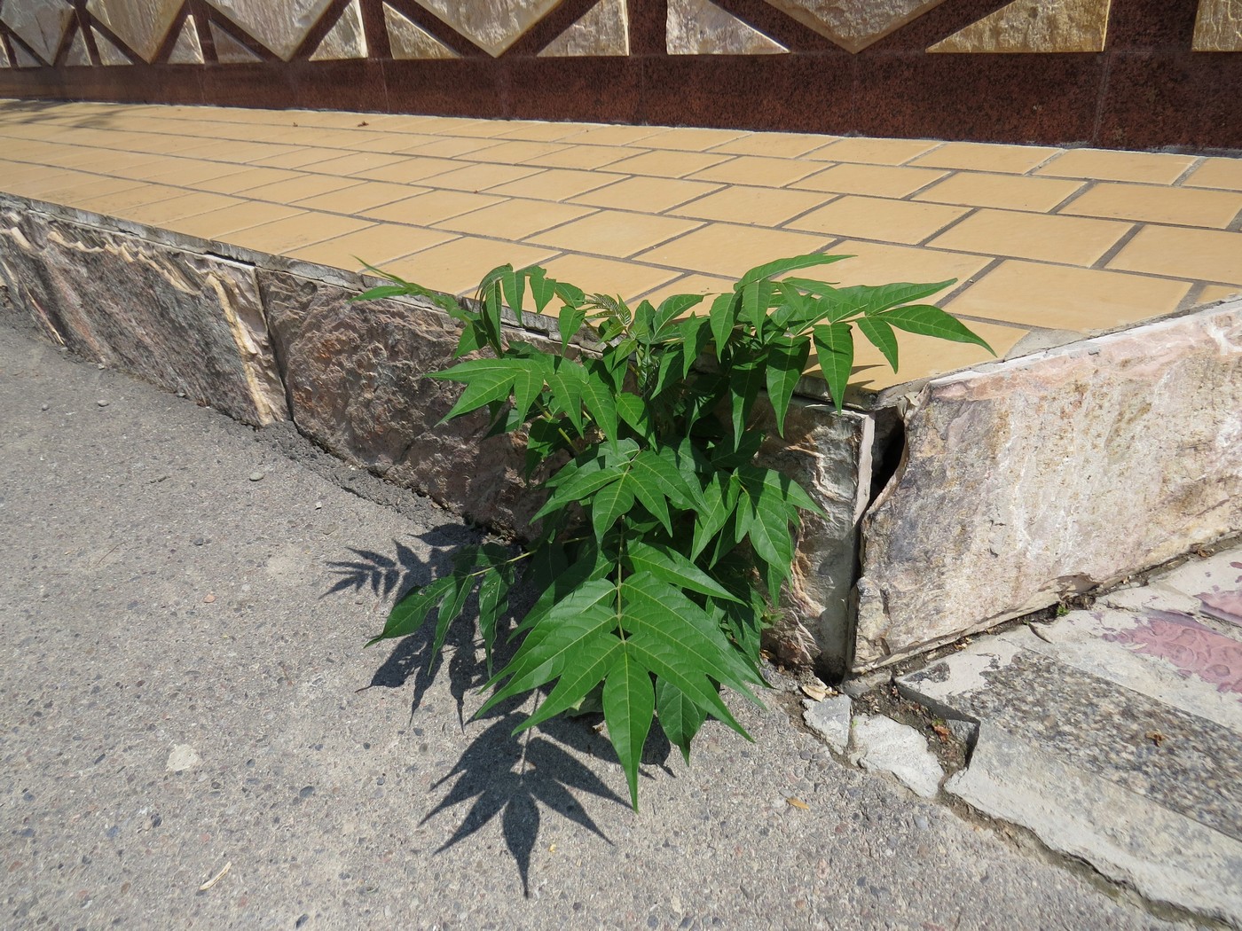 Image of Ailanthus altissima specimen.