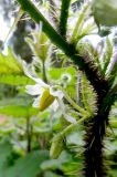 Solanum aculeatissimum