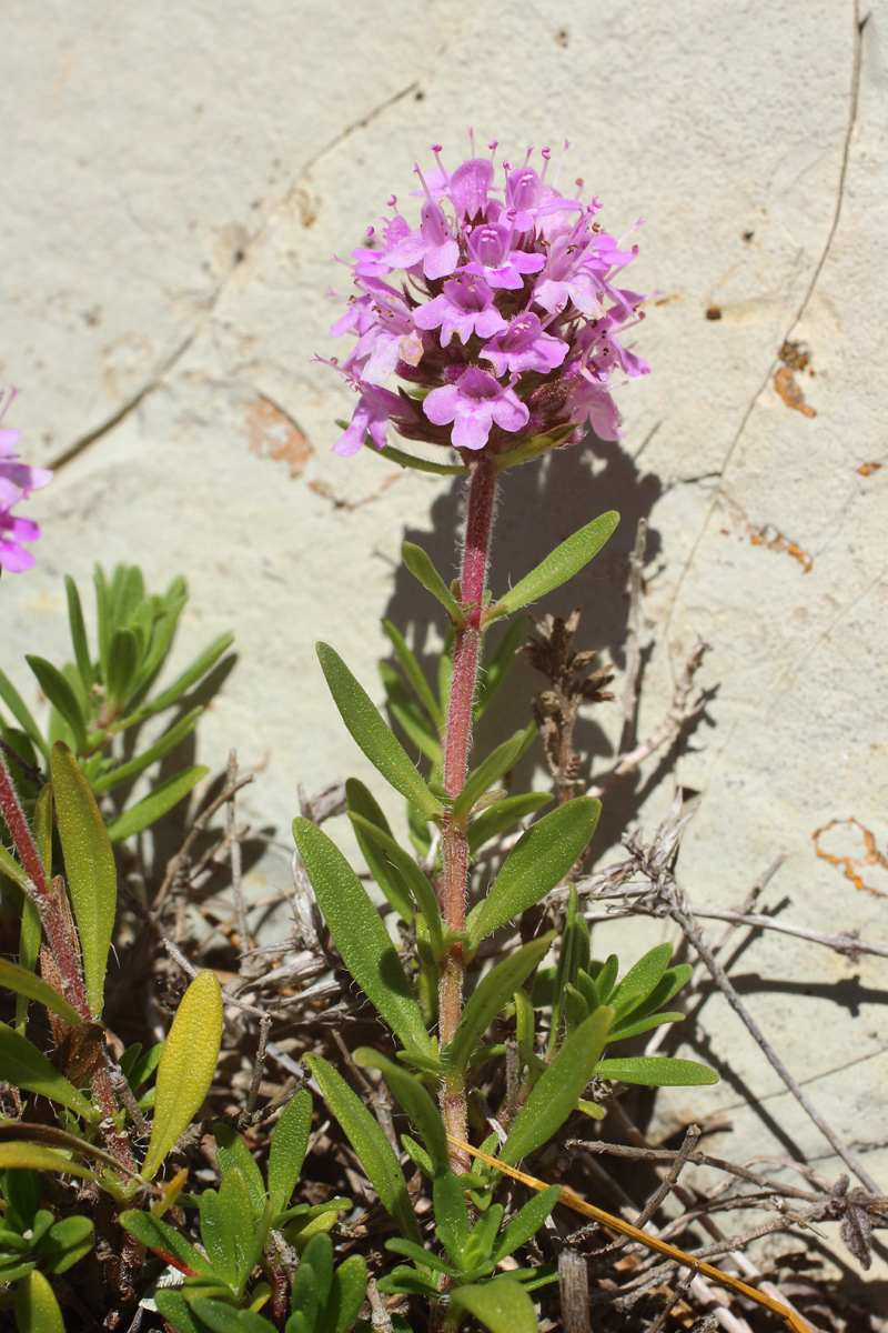 Image of Thymus sessilifolius specimen.