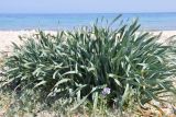 Pancratium maritimum. Вегетирующее растение. Греция, Халкидики, пляж.