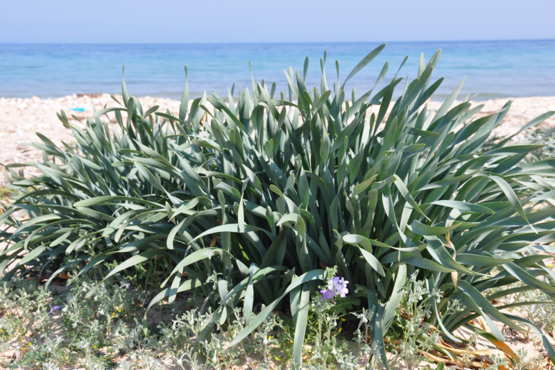 Image of Pancratium maritimum specimen.