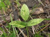 Psoralea подвид pontica